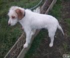 Istrian Coarse-haired Hound щенок